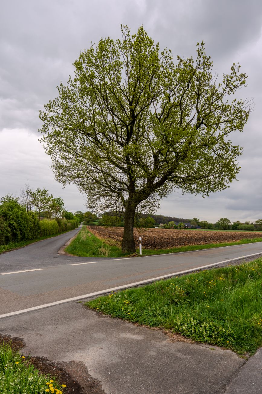 lonely tree at a rural crossroad