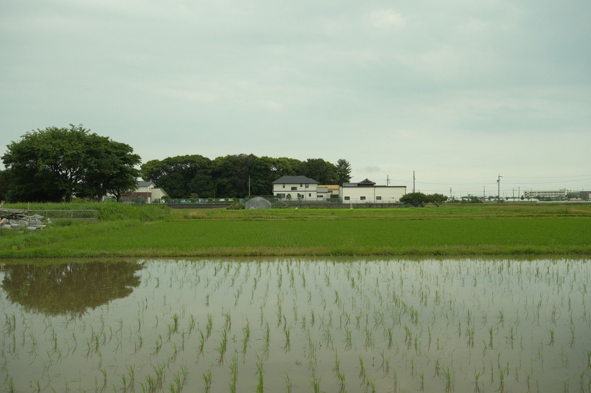 view of a flooded rice field