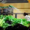 fresh vegetables in supermarket produce aisle