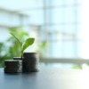 green plant between a pile of silver coins