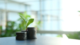 green plant between a pile of silver coins